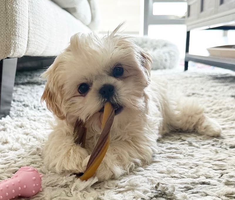 Mochi, rescue dog